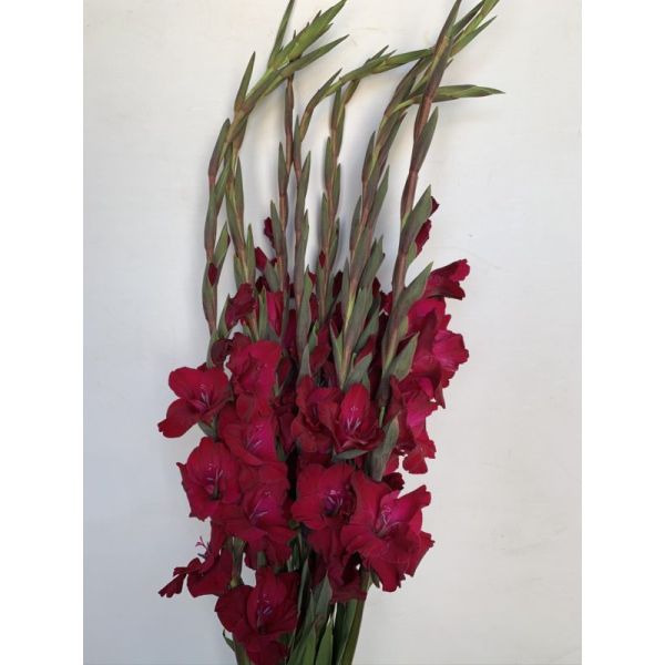Gladioulus— burgundy