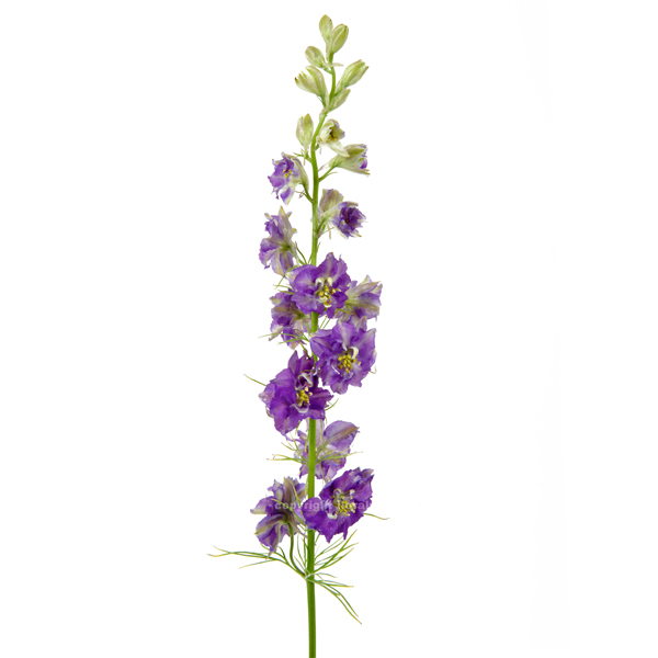 Larkspur — purple