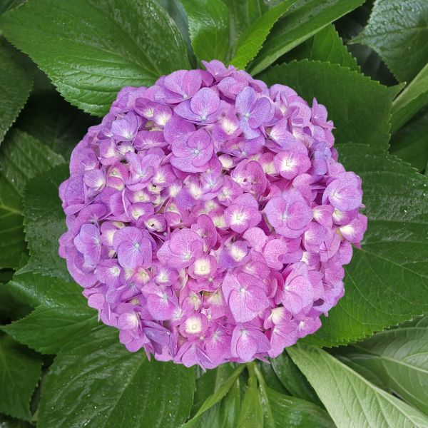 Hydrangeas Rasberry Mix