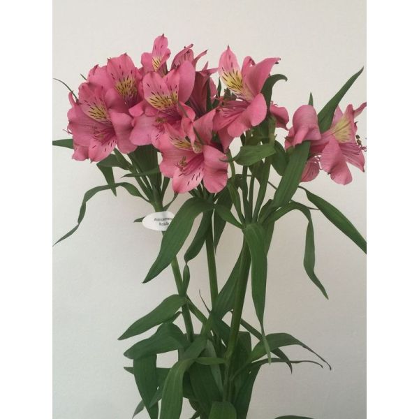 Alstroemeria Hot Pink