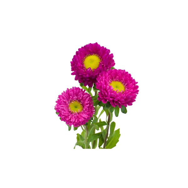 Aster Matsumoto hot pink