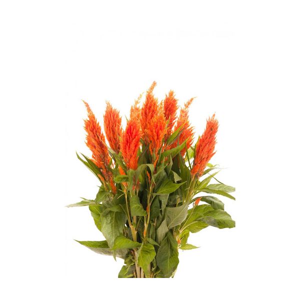 Celosia Orange