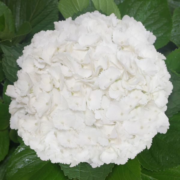 Hydrangeas White Jumbo