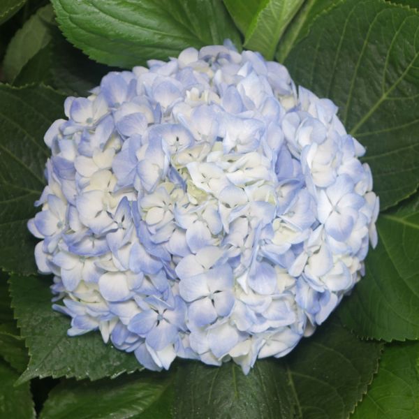 Hydrangeas Blue Premeium
