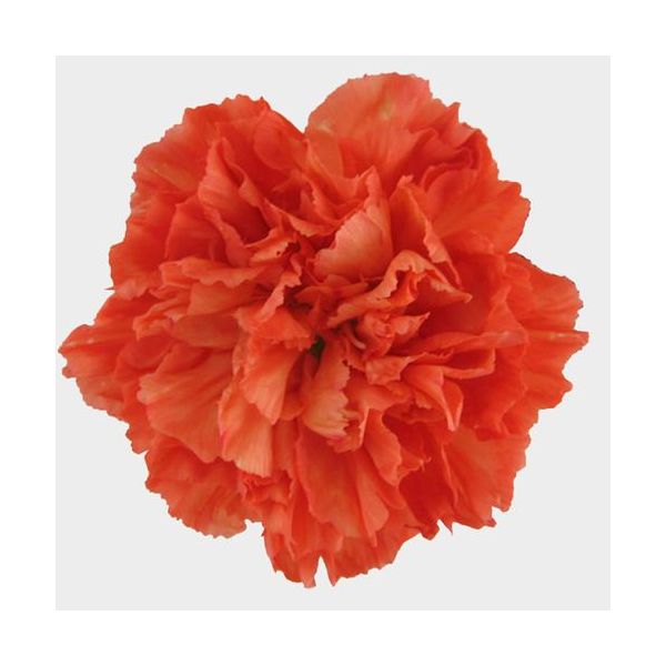 Dark Orange Carnations – Deep Orange Wholesale Carnations in Bulk for Events & Bouquets