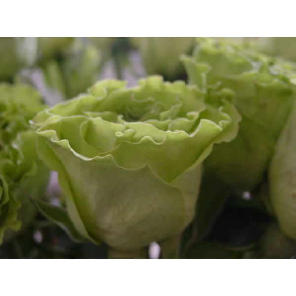 Green Rose Super Green – Bulk Green Roses