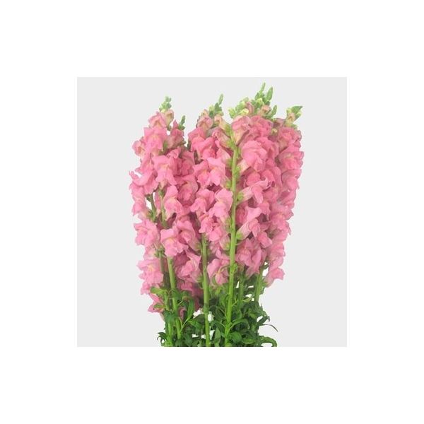Snapdragon pink