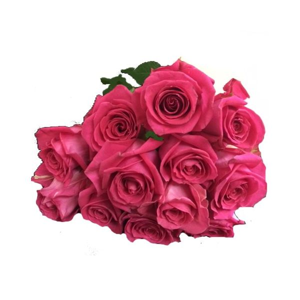 Hot Pink Roses - 50 cm Pack 100