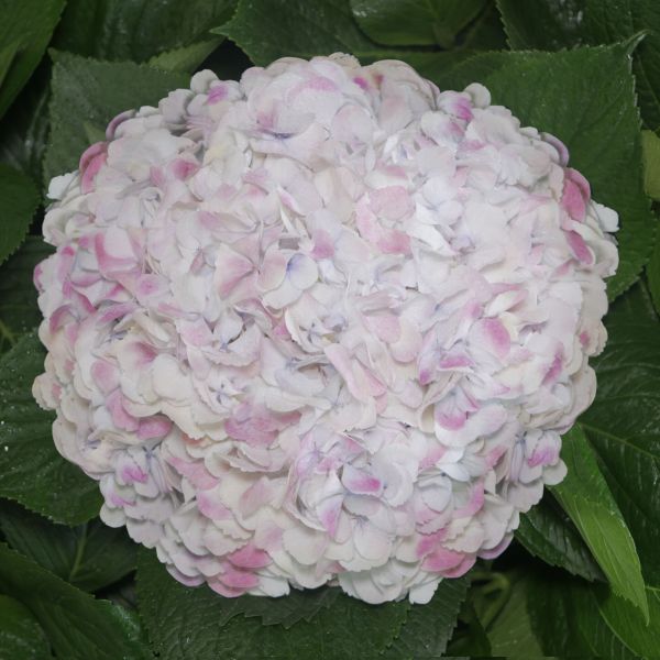 Hydrangea Pink Antique