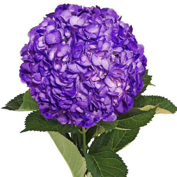 Hydrangea Tinted Purple