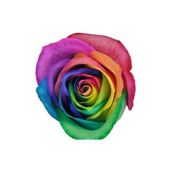 Rainbow Tinted Roses