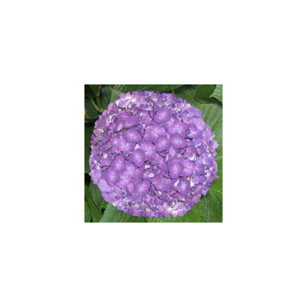 Hydrangeas Purple