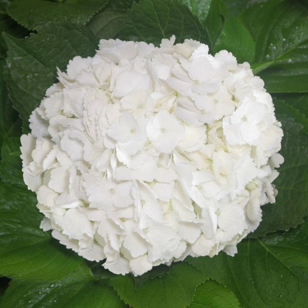 Hydrangeas White Premium