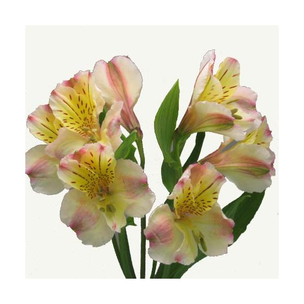 Alstroemeria Peach