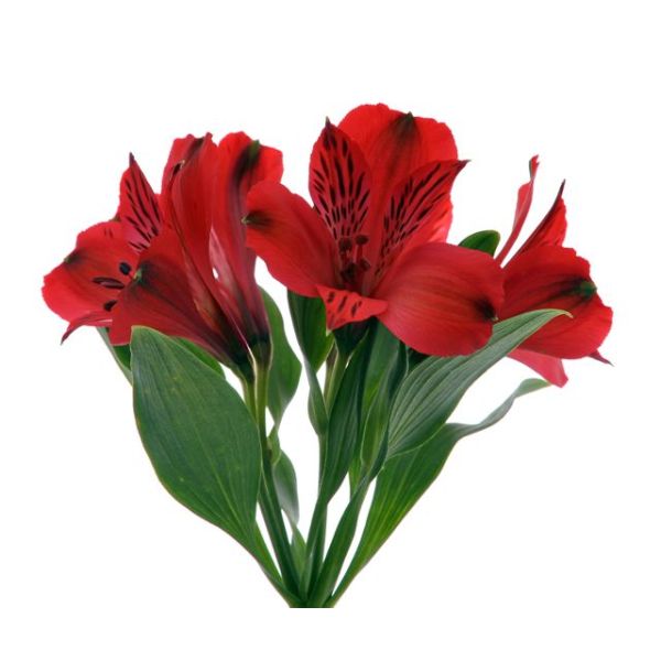 Alstroemeria   Red