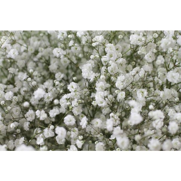 Gypsophila Perfecta wholesale baby’s breath flowers