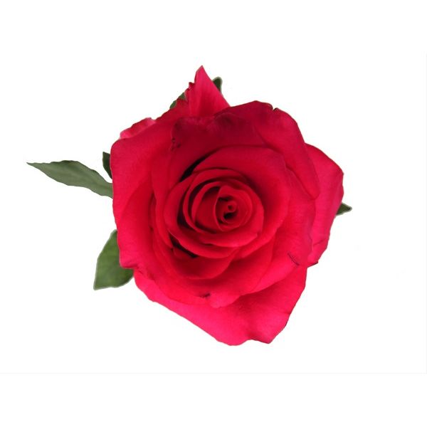 Hot Pink Hot Explorer