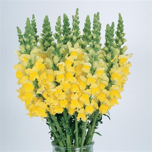 Snapdragon yellow