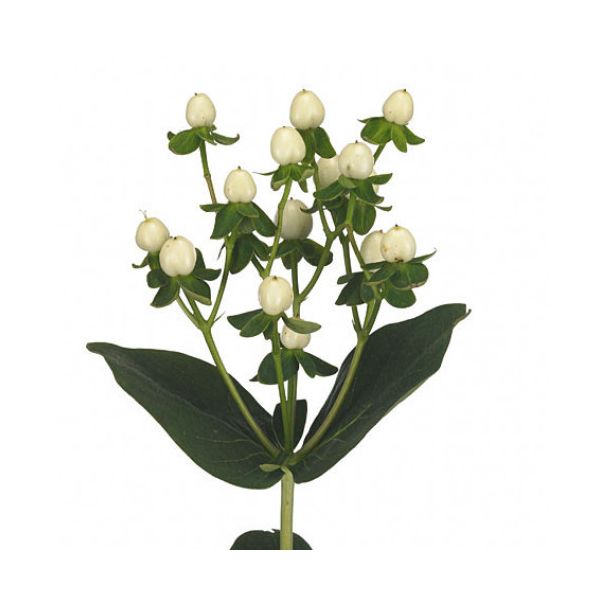 Hypericum —  True white