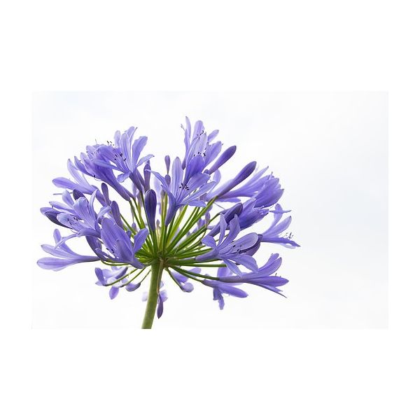 wholesale agapanthus flowers bulk for florists
