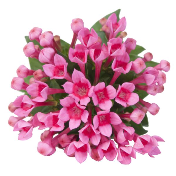 Bouvardia - hot pink