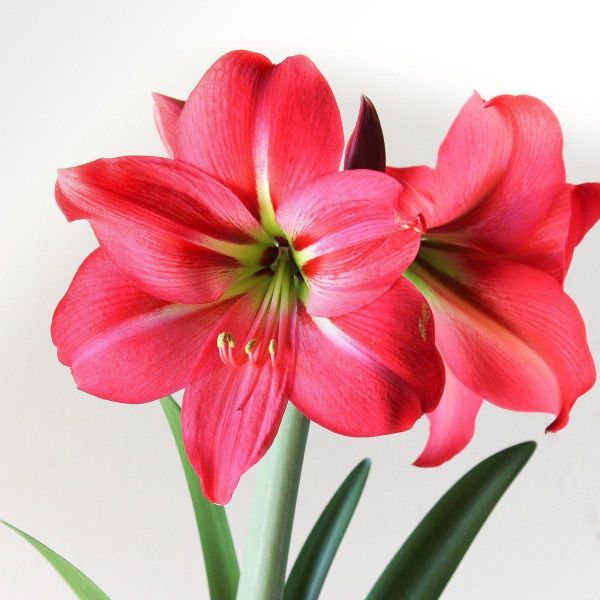 Amaryllis Hot Pink