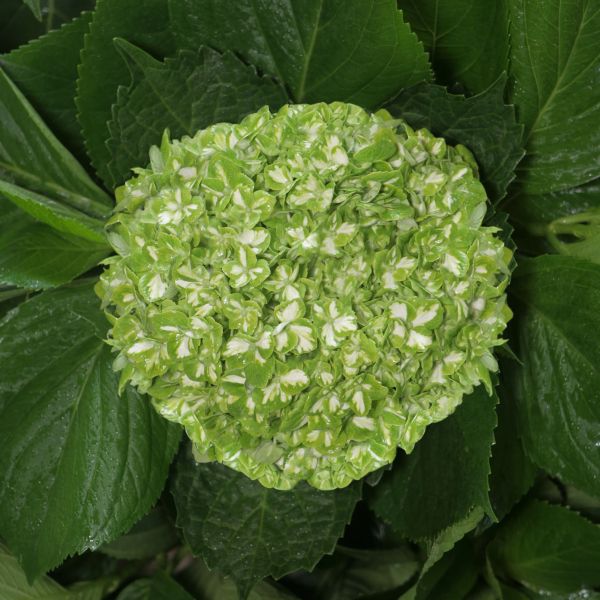 Hydrangea Shamrock