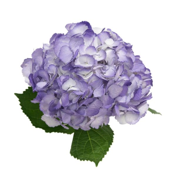 Hydrangea Tinted Lavender