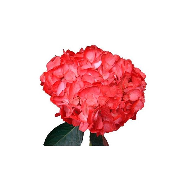 Hydrangea Tinted Red