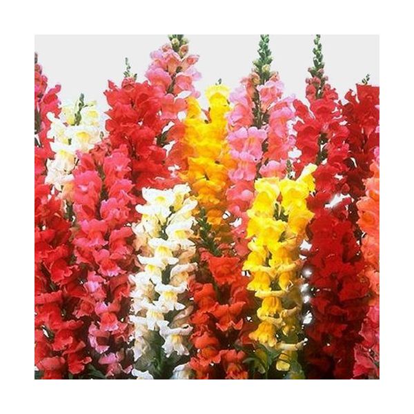 Snapdragons Assorted