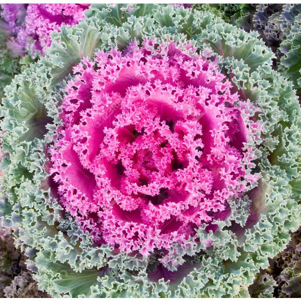 Kale varigated