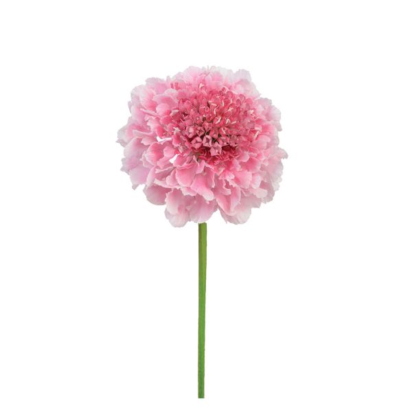 Scabiosa Pink