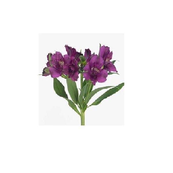 Alstroemeria  Purple