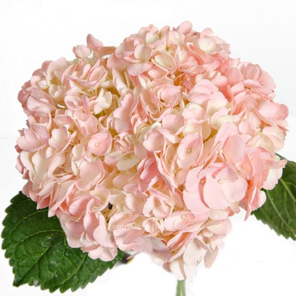 Hydrangea Tinted Light Pink