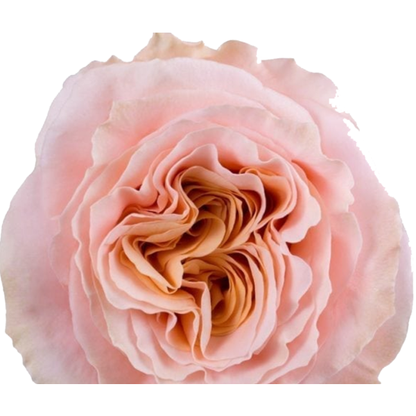 Garden Rose Dream Catcher