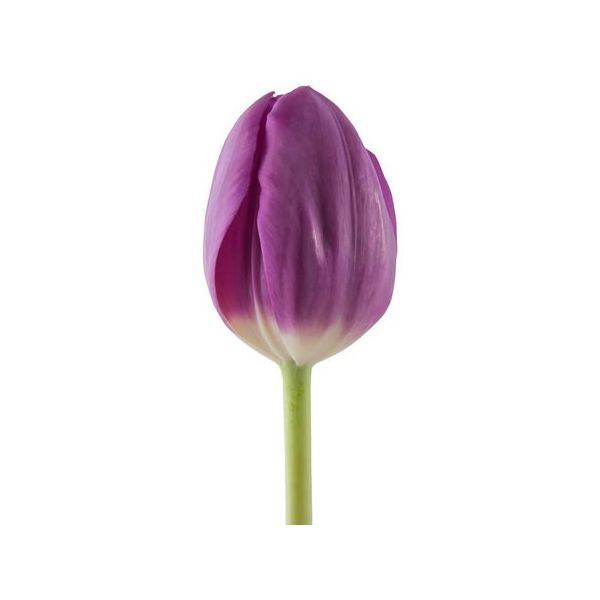 Standard Tulips - purple