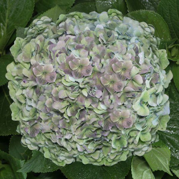 Hydrangea Blue Antique