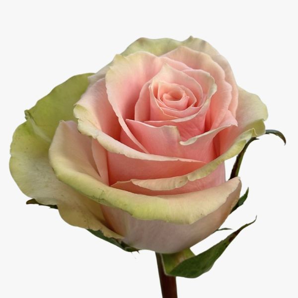 Light Pink Absolut Pink Rose 