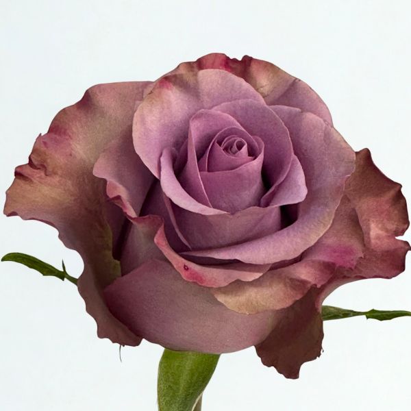 Lavander Govinda Premium Roses