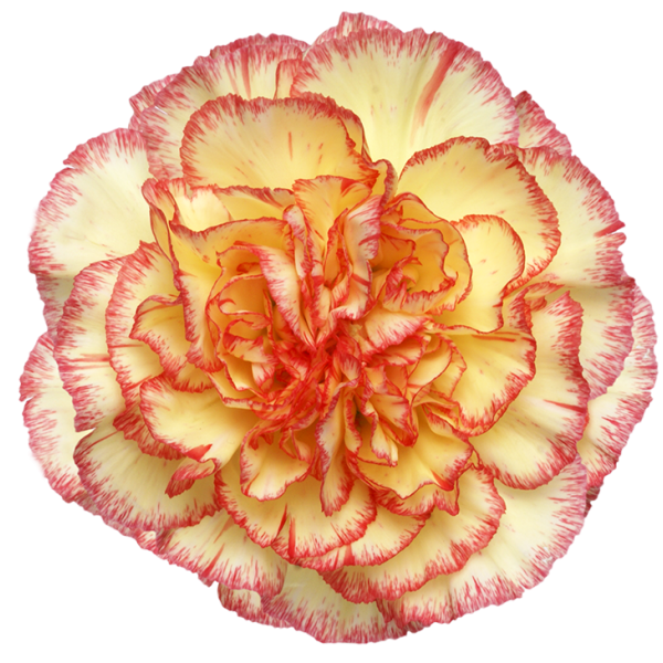 Bi color-Alibaba-Carnation
