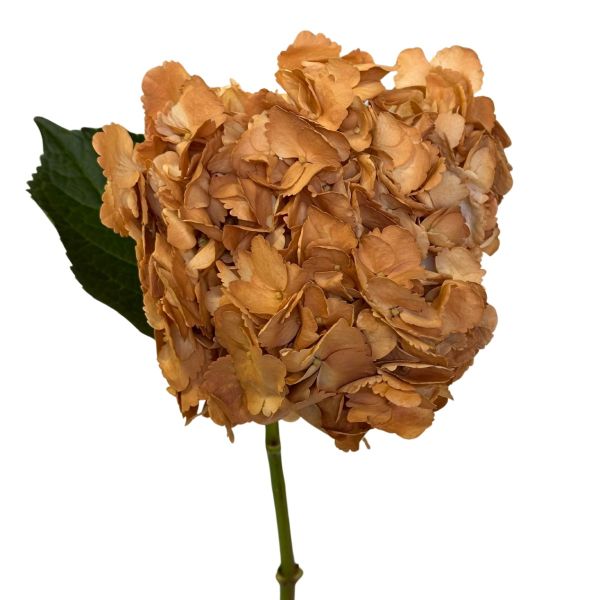 Hydrangea Tinted Caramel Bronze 