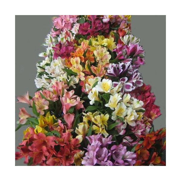 Alstroemeria Super Select Assorted