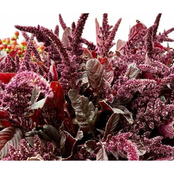Amaranthus Up Right Red