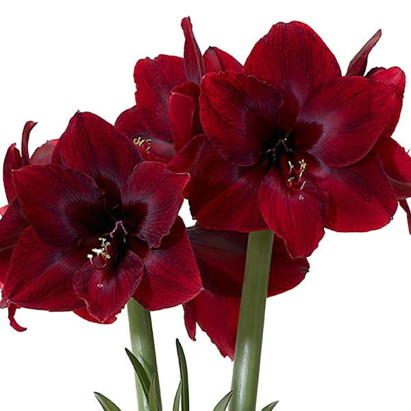Amaryllis Burgundy