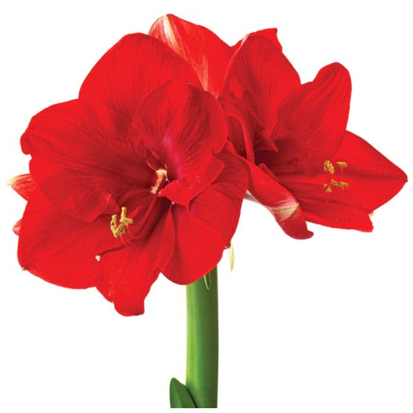 Amaryllis Red Lion
