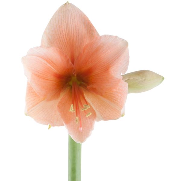 Amaryllis Rilona