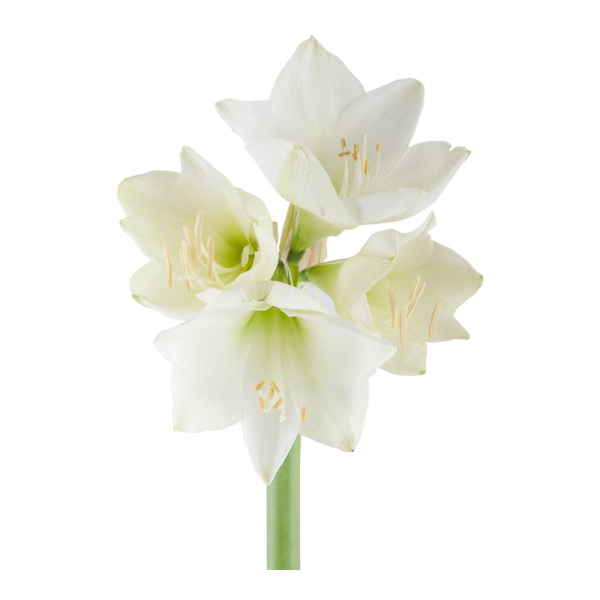 Amaryllis Christmas Gift