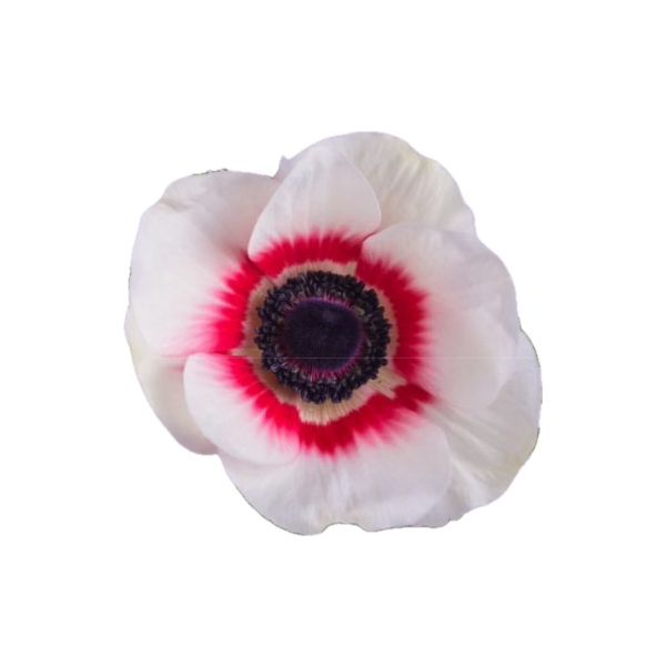 Anemone Bi-color Red & White