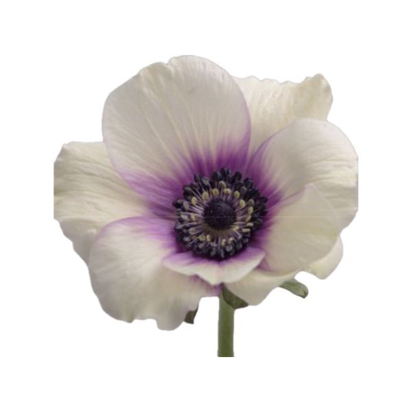 Anemone Viola Bi-color White & Purple 