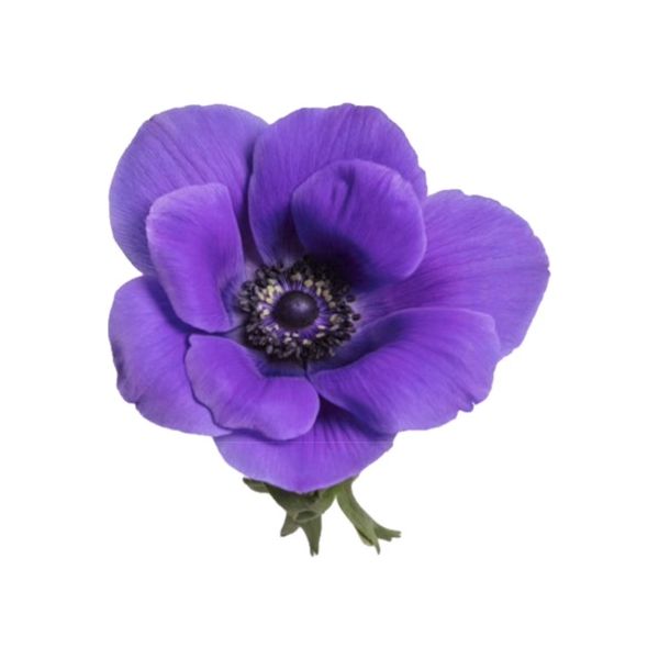 Anemone True Purple